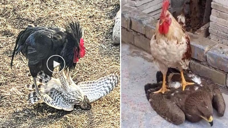 In a surprising encounter, a fearless rooster unexpectedly brings down an eagle to the ground, creating a fascinating clash between the ruler of the skies and a challenger from the earthly realm.