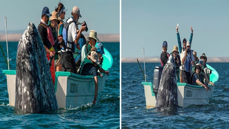 Whale Sneaks Up on Oblivious Tourists, Capturing a Hilarious Moment of Surprise