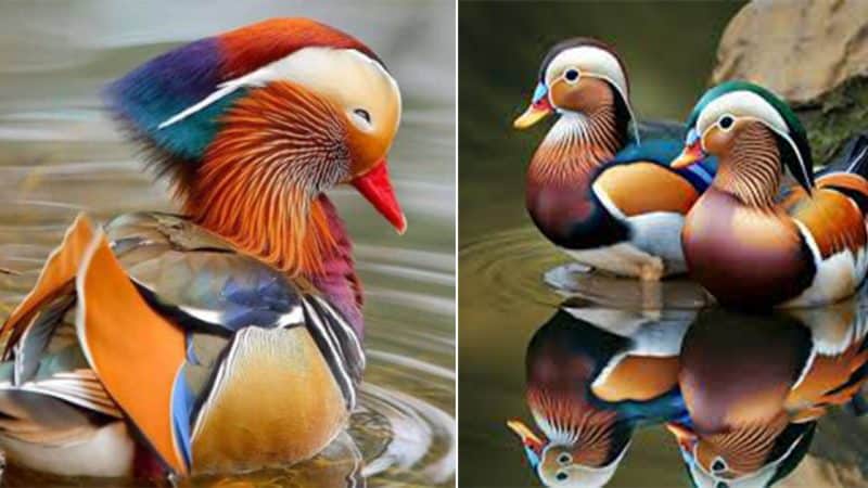 Spectacular Multi-Colored Plumage And Unique Shape, The Mandarin Duck Is Rocking The World Of Birds