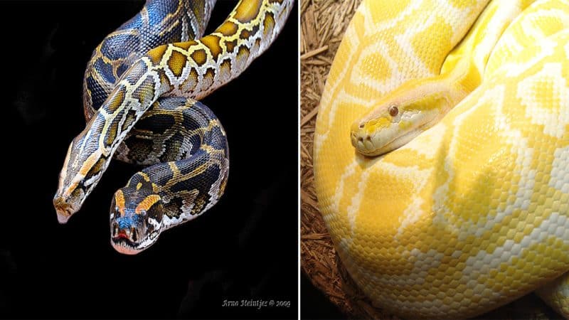 The Golden Earth Python: Majestic Constrictor of Southeast Asia