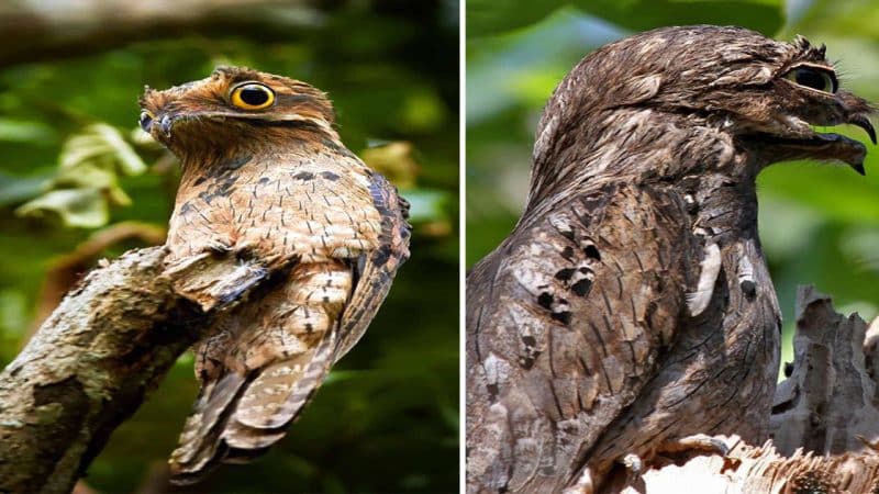 The Potoo Bird: Mysterious Nocturnal Predator of the Amazon Rainforest