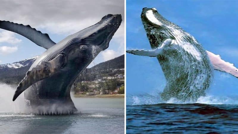 Playful Whales Leave Photographer Astonished with Synchronized Breaching Display off the Coast of Maui, Hawaii