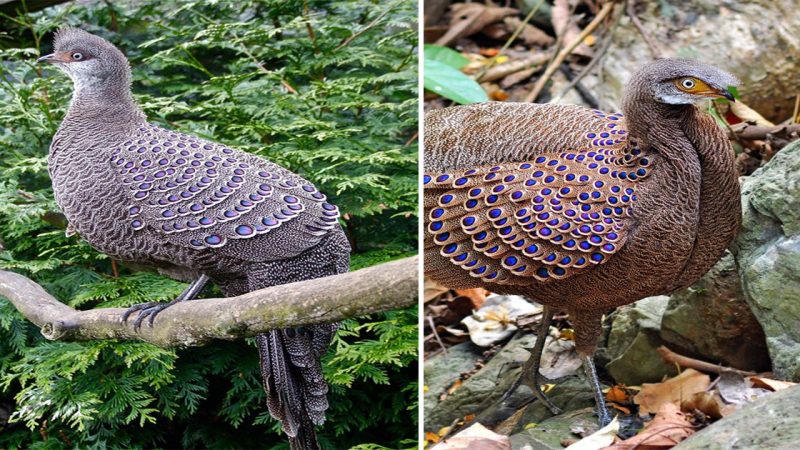 Beauty in Shades of Gray: The Enigmatic Gray Peacock Pheasant