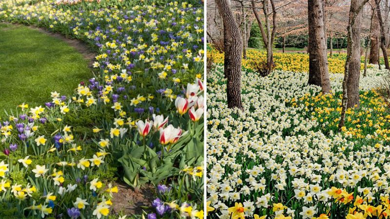 A Tapestry of Sunshine: Exploring the Enchanting Daffodil Garden