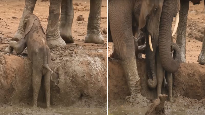 A Heartwarming Display of Elephant Teamwork: Elephants Herd Uses Their Trunks to Help a Struggling Calf Out of a Muddy Waterhole