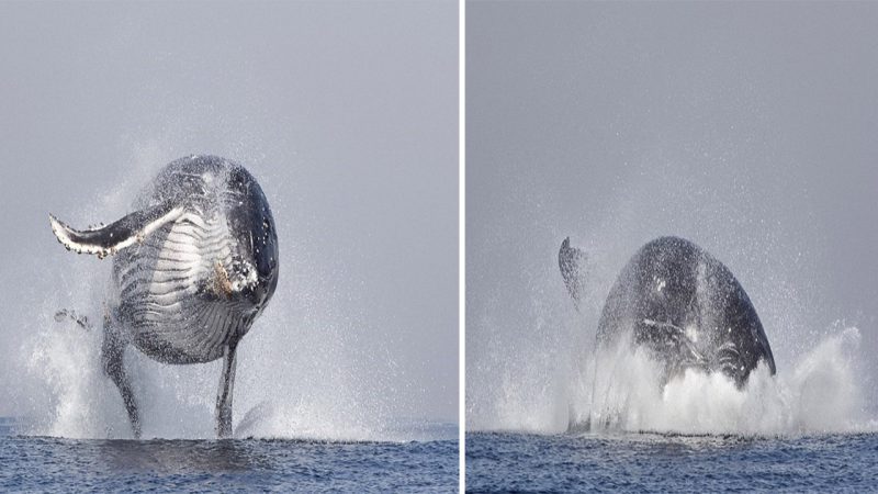 Unforgettable Moment: Humpback Whale’s Majestic Leap Stuns Onlookers in South African Waters