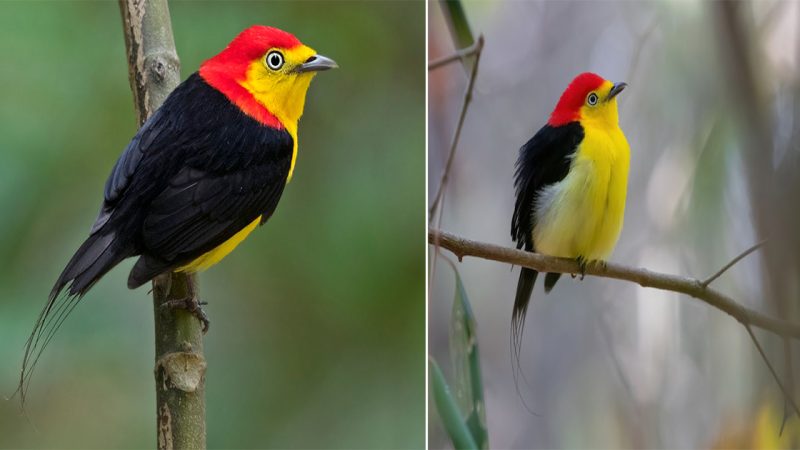 “The Wire-Tailed Manakin: A Strikingly Beautiful Bird of the Amazon Basin”