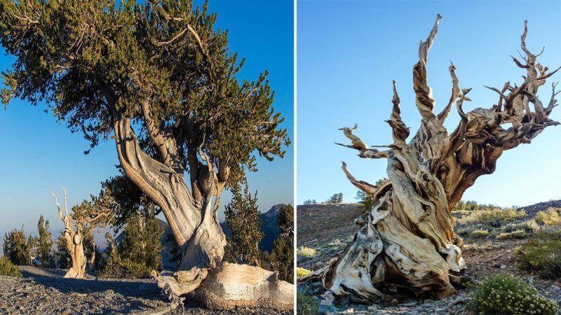 Unveiling the Timeless Wonder: Great-Grandfather, a Living Legend of Resilience Standing Strong for Over 5,484 Years