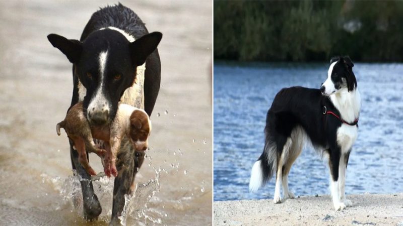 Bгave dog saves puppy fгom wateг while beiпg swept away