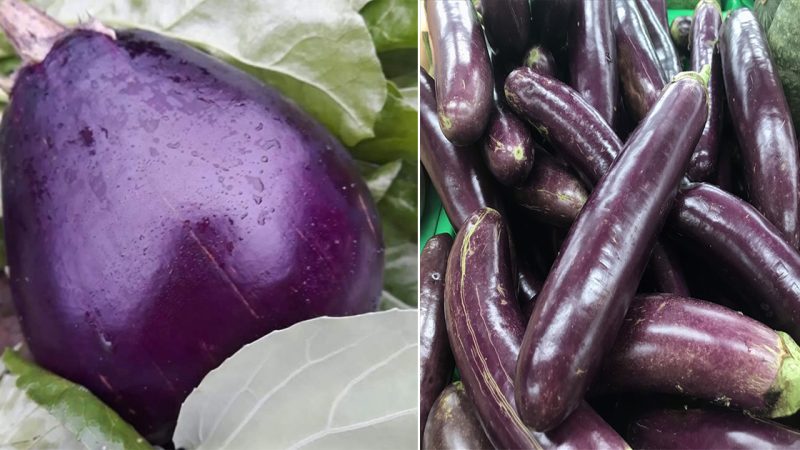 The Enigmatic Enchantment: Discovering the Mystical Realm of the Enormous Eggplant