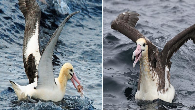 The Short-tailed Albatross: A Majestic Seabird with a Remarkable Journey