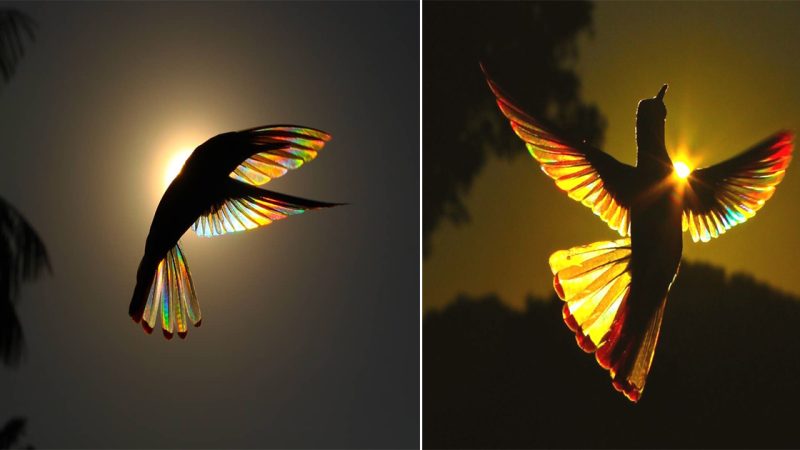 Nature’s Dazzling Display: Hummingbird’s Wings Illuminate in Rainbow Light, Leaving Viewers Mesmerized