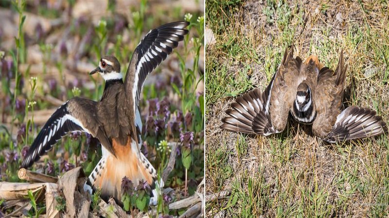 Graceful Deception: The Enigmatic Charms of the Killdeer