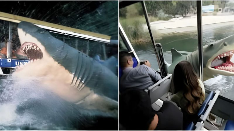 Incredible Footage: Enormous Shark Launches Ferocious Attack on Roadside Car, Captured by Fearless Filmmakers