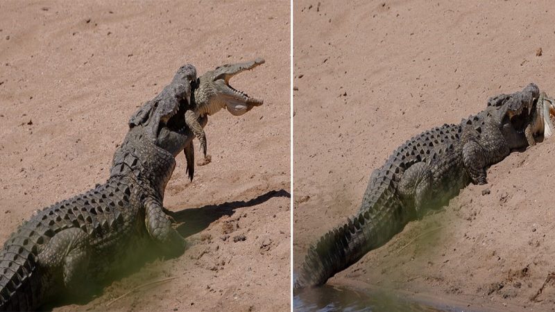 Cannibalistic Crocodile: Young Croc’s Cry for Help Met with Brutal Consumption by Superior