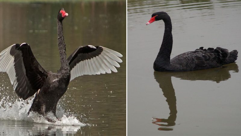 Black Swan: Grace and Elegance Personified