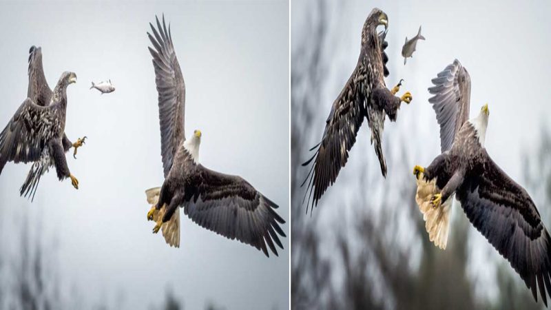 Hungry Skirmish: A Glimpse into the Fierce Battle of Eagles and Their Delicious Prey