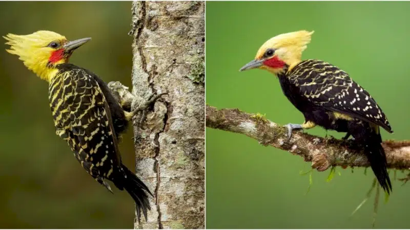 Explore the Radiant Beauty of the Blonde-Crested Woodpecker: A Stunning Tropical Bird That Will Mesmerize You!