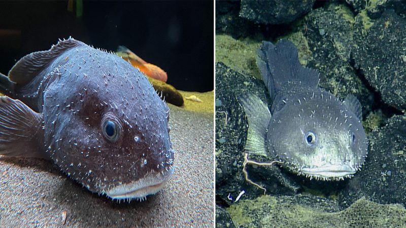 The Deep-sea Oddity: Unveiling the Mystery of Psychrolutes phrictus