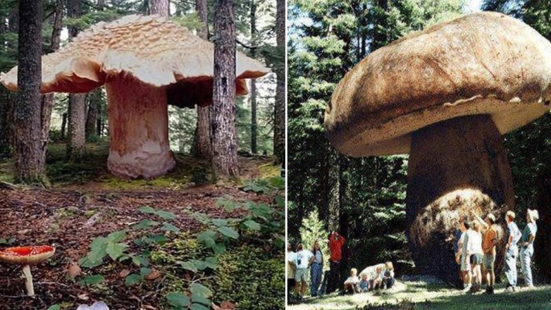 The Fantastical World of Giant Mushrooms