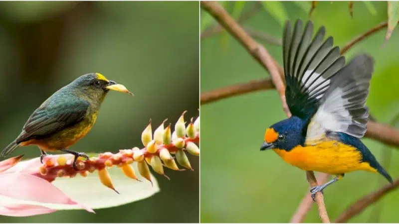 Gould’s Euphonia: The Colorful and Melodious Bird Species of South American Forests