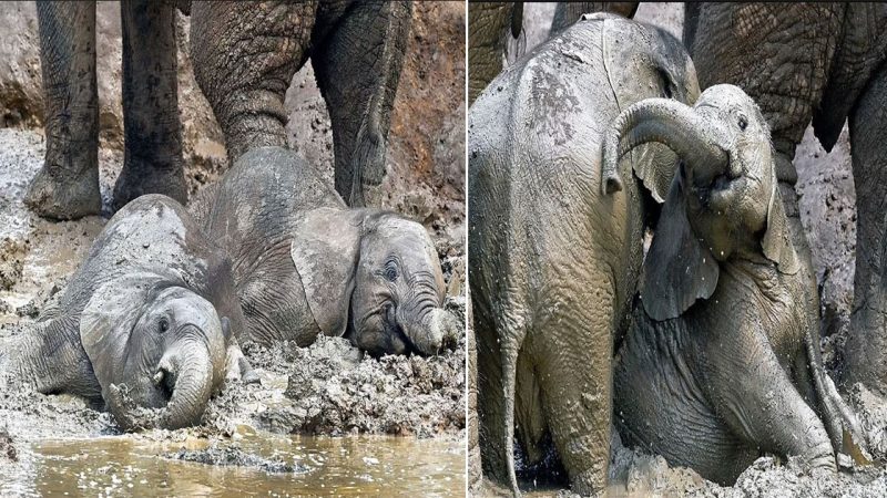 Adorable Young Elephants Playfully Slump Together After Mud Splashing Fun in South Africa’s Addo Elephant National Park