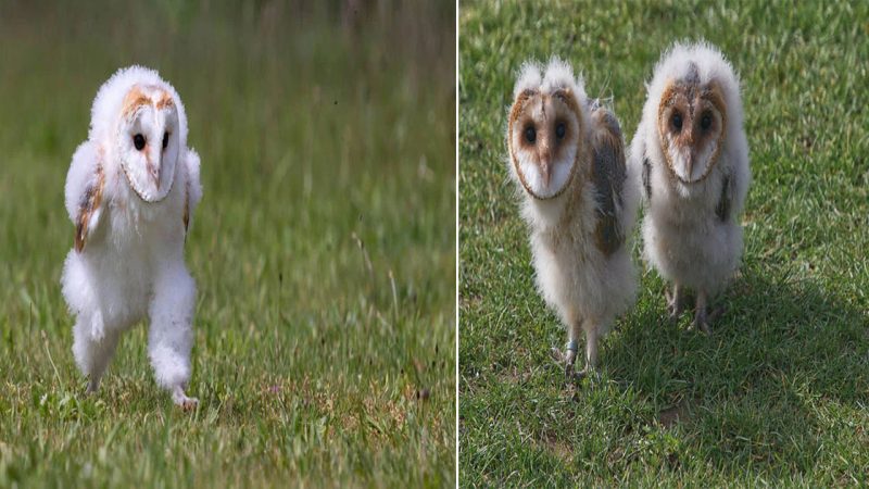 Captivating Images Capture Young Barn Owl’s Remarkable Muscle-Strengthening Run Before Taking Flight