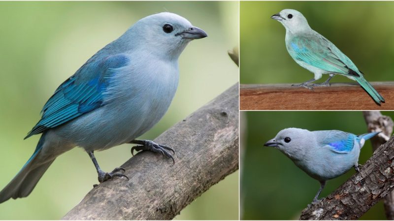 In Harmony with Nature: The Enchanting Blue-grey Tanager