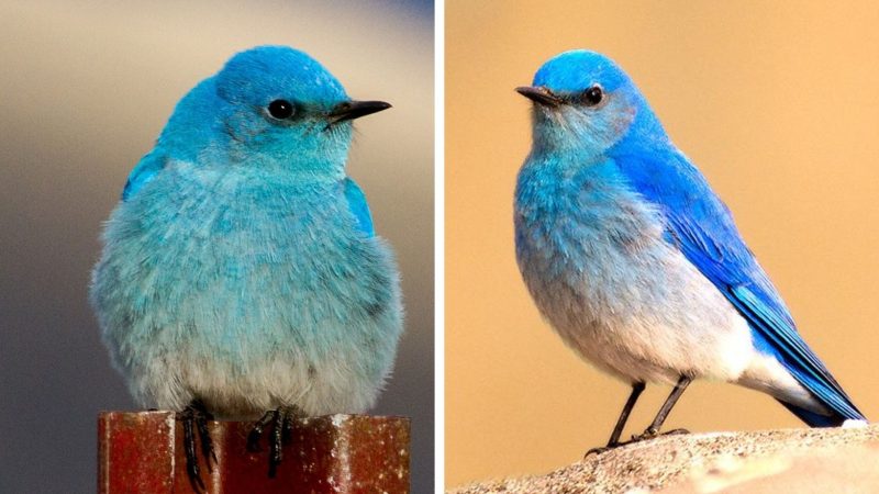 Mountain Bluebirds: Nature’s Sky-Blue Marvels