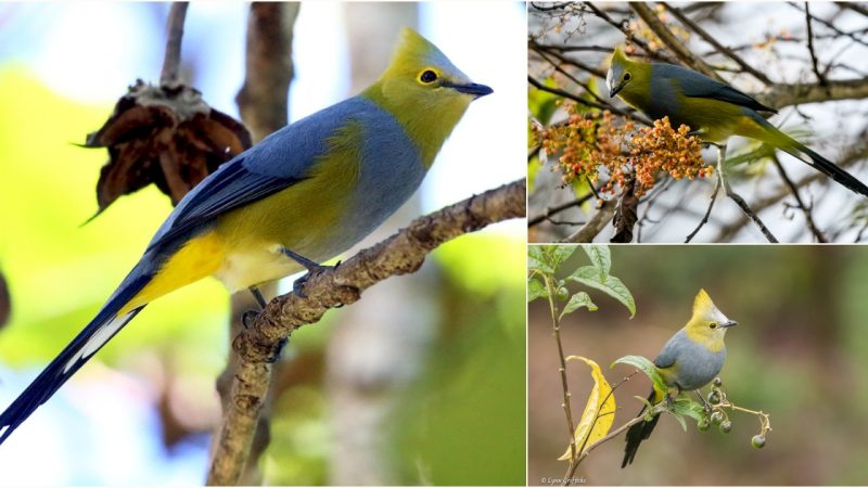 Marvelous Avian Wonders: Unveiling a Long Silky-Tailed Bird with Striking Crest and Exceptional Color Fusion