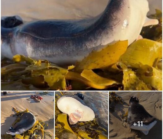 Mysterious “Human-Lipped” Creature Washes Up on Australia’s Bondi Beach