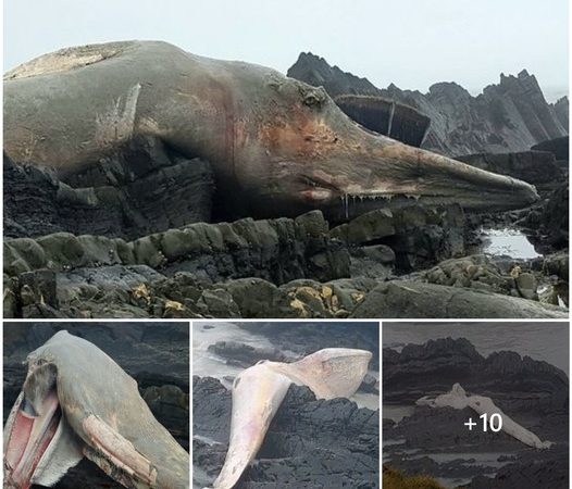 Mysterious Giant Elephant-Like Creature Washes Up on Indian Coastline