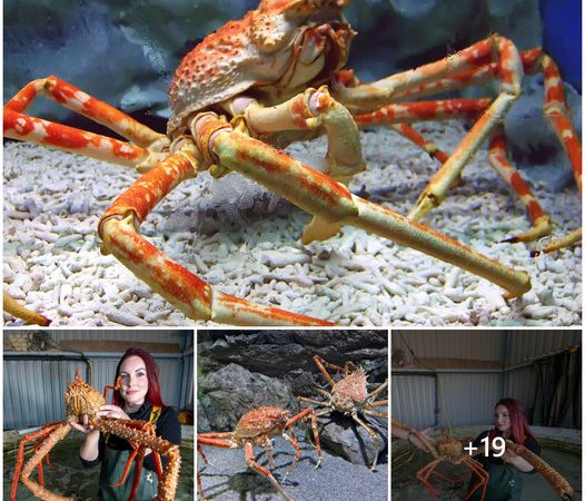 Rare Spider-Shaped Crab Caught in Ireland Has Six-Foot Legs