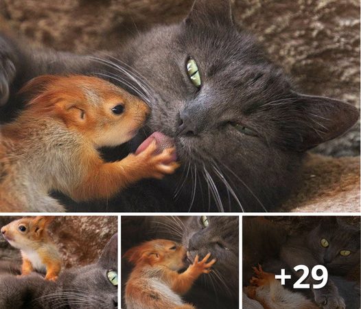 A Heartwarming Tale: Cat Adopts Baby Orphaned Squirrels as Her Own