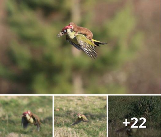 Unexpected Encounter: Weasel Takes a Wild Ride on a Woodpecker’s Back