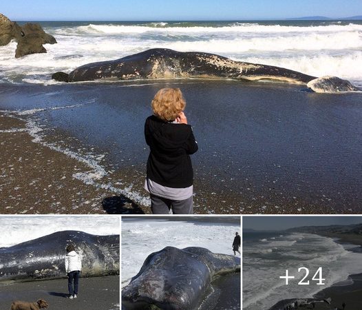 Monster 50-FOOT Sperm Whale Washed Up on California Shoreline Attracts Dozens of Camera-Wielding Tourists