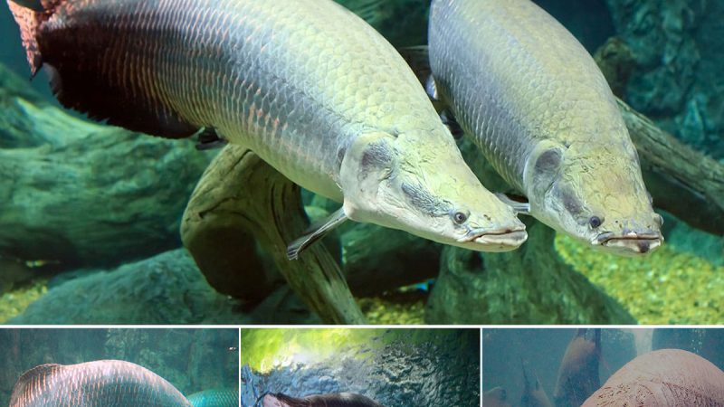 Amazon’s Enigmatic Arapaima: A Fish with Secrets Revealed