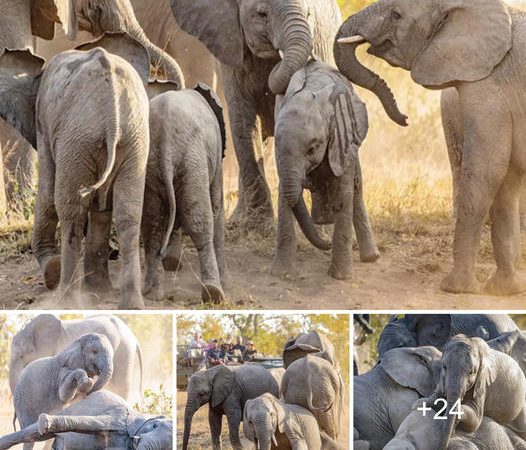 Young Elephants from Separate Herds Astonish Tourists with Unexpected Interactions