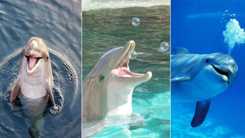 Dolphin Harmony: A Symphony of Love Beneath the Ocean Waves