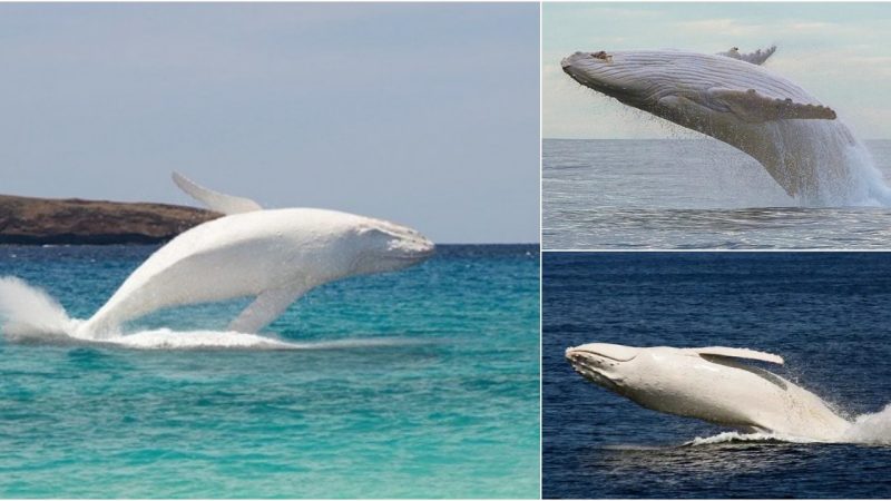 Rare Sighting: Baby of Migaloo, the White Whale, Spotted Just 500m off the Coast of Australia