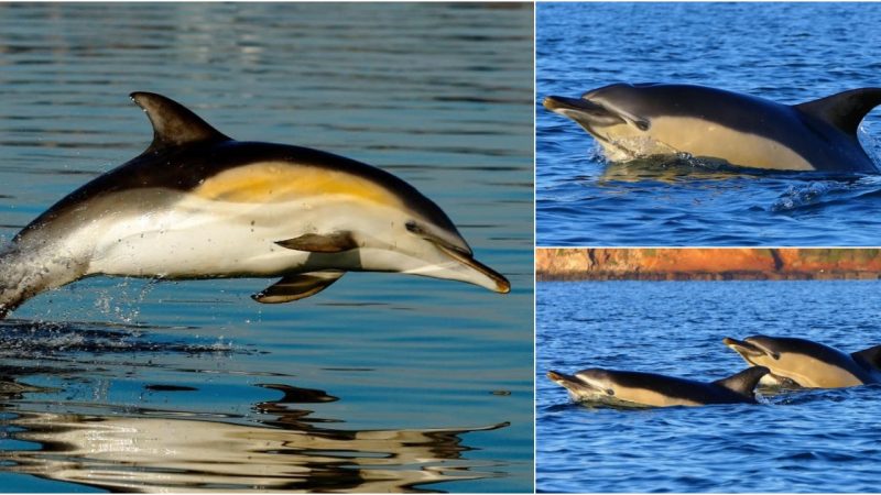 The Magnificent Striped Dolphin: A Splash of Yellow in the Ocean