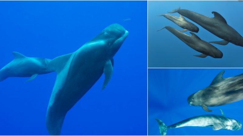 The Short-finned Pilot Whale: A Fascinating Marine Mammal