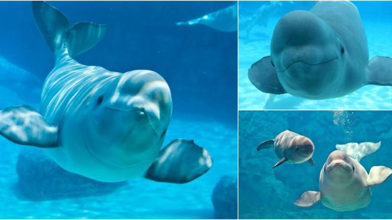 Beneath the Ice: Unveiling the Beluga Whale’s Arctic Habitat