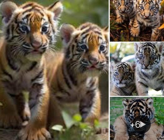 Meet the Newest Stars of the Jungle: Adorable Tiger Cubs