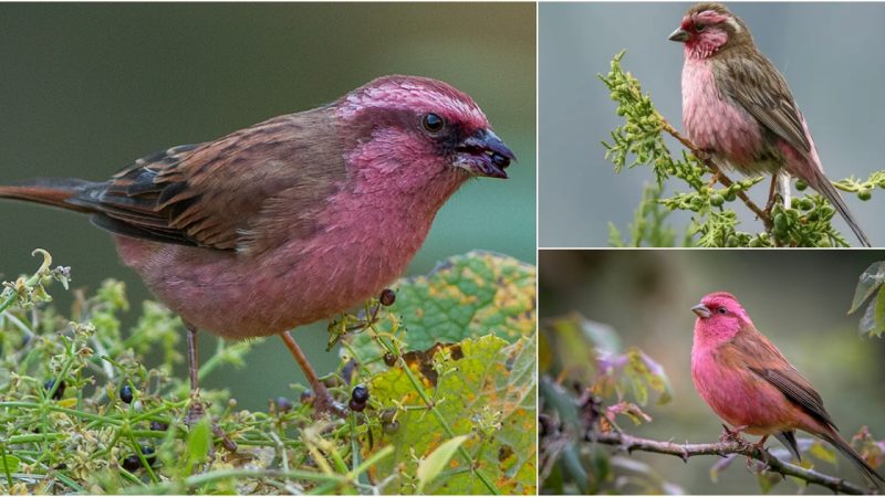 Songs of the High Himalayas: Understanding Pink-browed Rosefinch Vocalizations