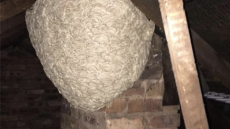 Man Thinks He Found ‘Hornets’ Nest In Attic – Turns Pale When He Realizes What’s Inside