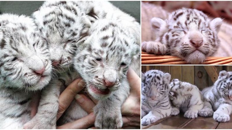 Newborn White Tiger Triplets Captivate Hearts in China