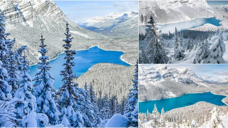 Peyto Lake in Banff National Park, Canada: A Pristine Alpine Gem